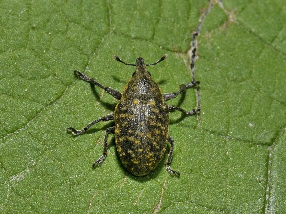 Larinus turbinatus?